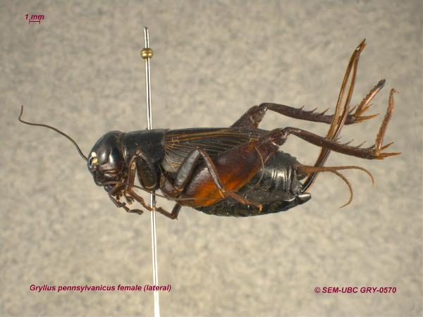Photo of Gryllus pennsylvanicus by Spencer Entomological Museum
